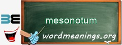 WordMeaning blackboard for mesonotum